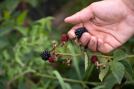 Hand holds blackberries, harvesting in the garden.