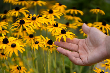 A gardener grows flowers Rudbeckia fulgida in his garden.の写真素材