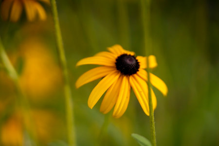 A gardener grows flowers Rudbeckia fulgida in his garden.の写真素材