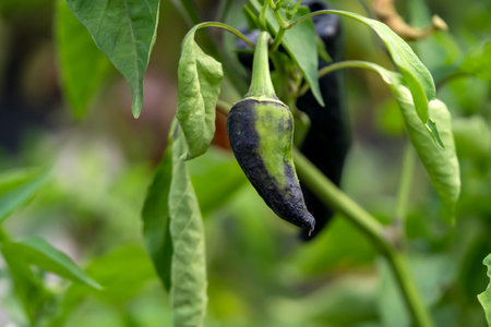 A growing chili pepper plant showing a dark colored pepper among green leaves.の写真素材