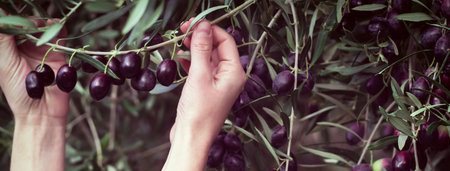 Female hand holds the olive branch with dark olives.