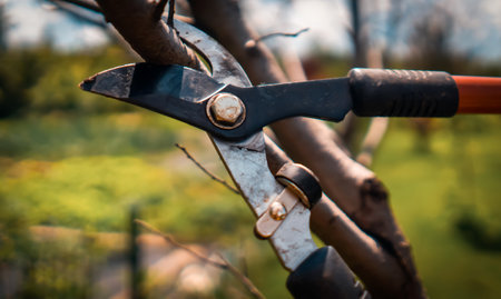A gardener is cutting tree branches with a big prunerの写真素材