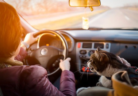 People travel with the beloved cat on a car trip.の写真素材