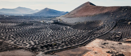 Vineyards, cultivated land for growing grapes among dramatic colcanic landscapes, volcanoes and mountains.の写真素材