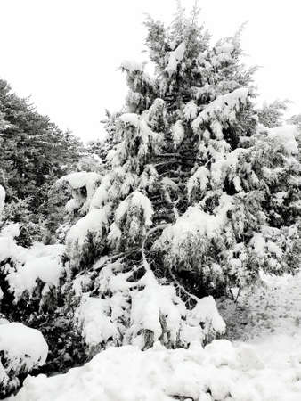 Nobody asks how many tons of loads are on the back of this treeのeditorial素材