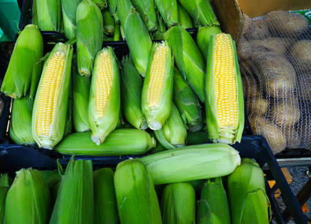 Ear of corn in a fruit stand in a street market in Madrid, Spain.