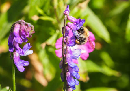 Hairy honey bee collecting pollen from blooming purple flower.の写真素材