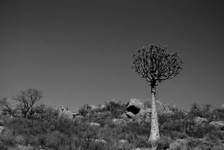 Quiver Tree in habitatの写真素材