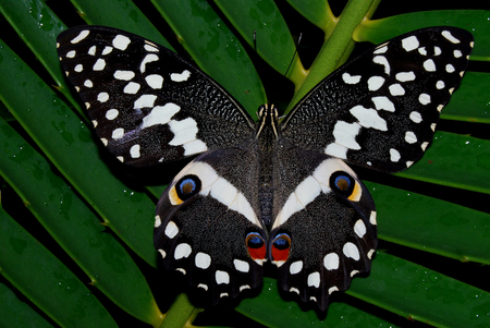 Citrus Swallowtail on cycadの写真素材