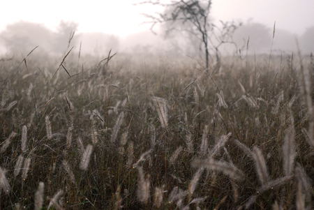 Misty Morningの写真素材