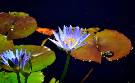 Water lillyの写真素材
