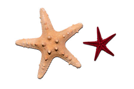 Starfishの写真素材
