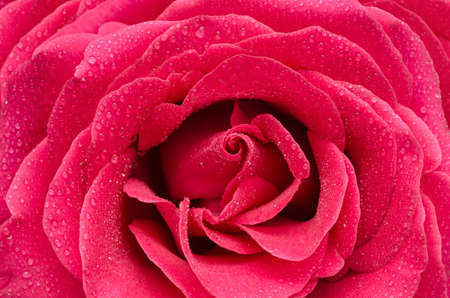 Bright pink rose with drops of water close-up