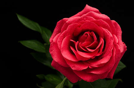Big red rose with water drops on a black backgroundの写真素材