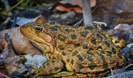 Great spotted toad close-up on a background of leaves and stonesの写真素材