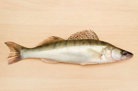 Fresh fish pike perch close-up on a light wooden backgroundの写真素材