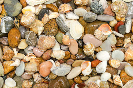 Many wet colorful pebbles and shells closeupの写真素材