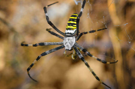 Large striped spider shot close-up on a background of natureの写真素材