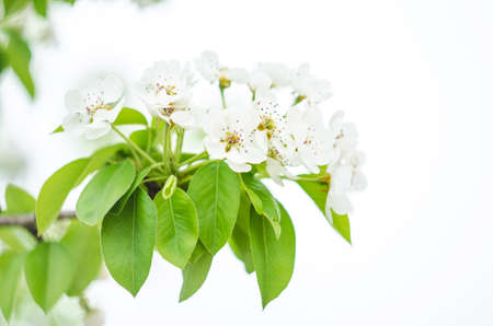 Flowering branch of fruit tree close-up on a light backgroundの写真素材