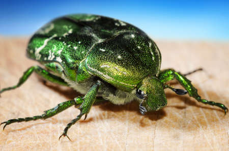 Live big shiny green beetle close-up on a light backgroundの写真素材