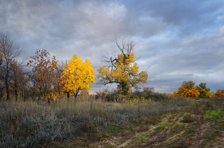 Cloudy autumn landscape with bright yellow trees and bushesの写真素材