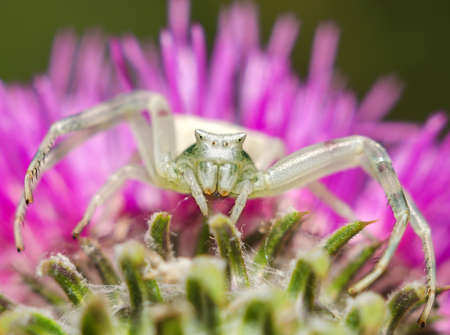 Large predatory spider close up on a bright flowerの写真素材