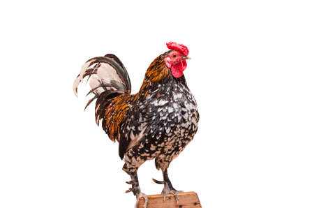 Large living rooster colorful closeup isolated on white backgroundの写真素材