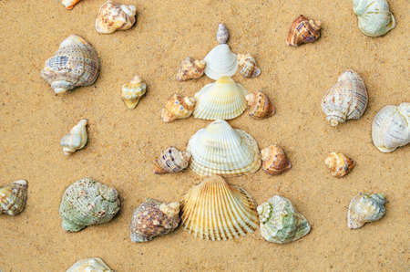 Christmas tree made of shells on dry yellow sandの写真素材