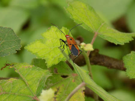 Insectsの写真素材