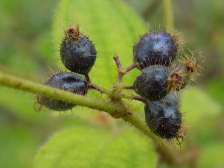 Purple fruitsの写真素材