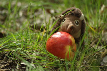 hedgehog with an appleの写真素材