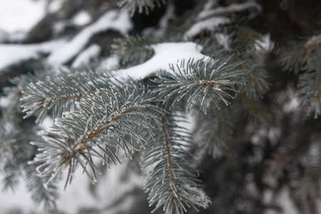 a branch of a fir-treeの写真素材