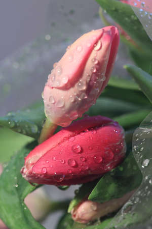 tulips with drops of waterの写真素材