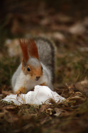 wildlife concept - close up portrait of cute squirrel searching food in snow against yellow backgroundの写真素材
