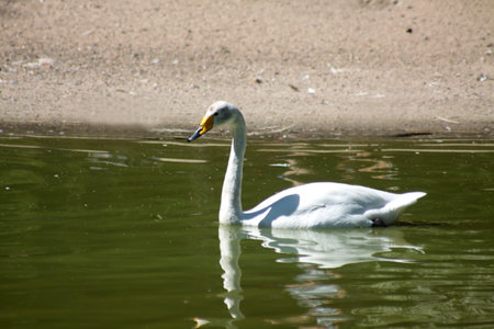 swan swimming on a lake. Image contains copy spaceの写真素材