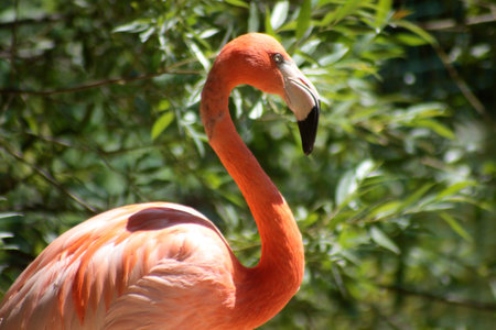 close up portrait of pink flamingo against green leaves in the zooの写真素材