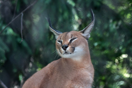 close up portrait of cute caracal against green backgroundの写真素材