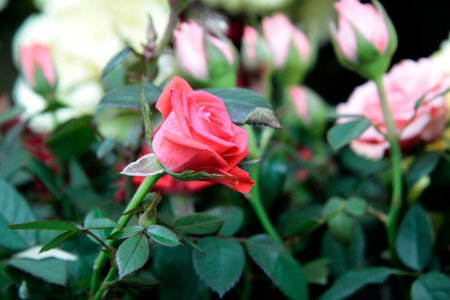 red rose flower close up in a floral shop against green backgroundの写真素材