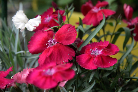 medicative herb: red flowers of carnation close up. selective focusの写真素材