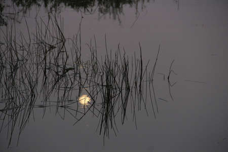 The Moon reflectedの写真素材