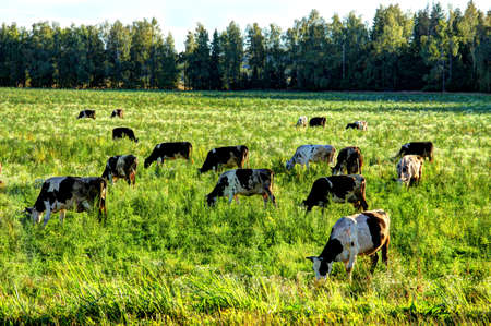 A herd of cows grazing in the meadowの写真素材