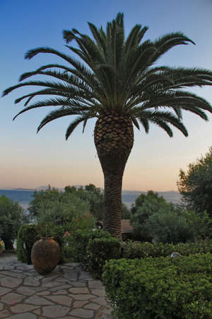 Palm treeの写真素材