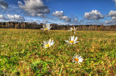 Camomiles on the fieldの写真素材