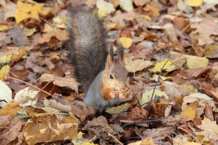Squirrel in the Parkの写真素材