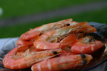 Shrimps の写真素材