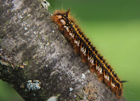 Caterpillar on the treeの写真素材