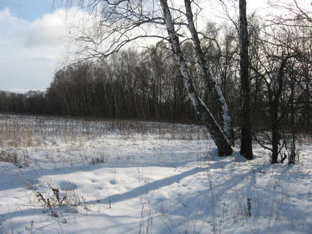 Animals footprints in the snowの写真素材