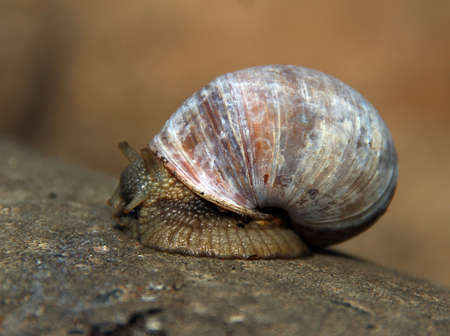 Snail on a tree