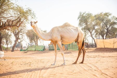 Portrait of Arabian Camel in the middle of village in Dubai desertの写真素材