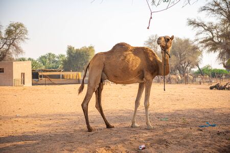Portrait of Arabian Camel in the middle of village in Dubai desertの写真素材
